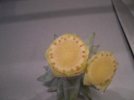 Sadenie Ananasu